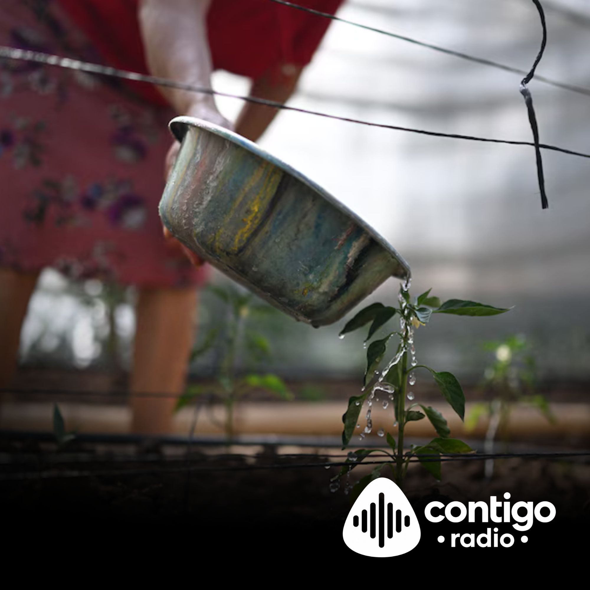 El Niño amenaza la seguridad alimentaria mundial: alerta de la FAO